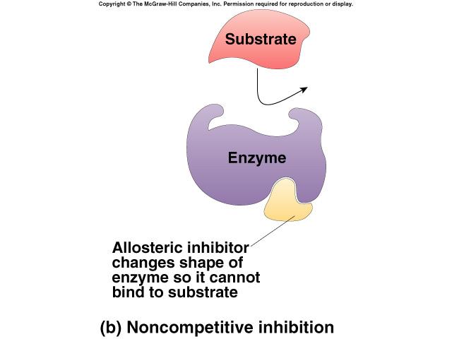 Non-Competitive Inhibitor Inhibitor binds to site other than active site allosteric inhibitor binds to allosteric site causes enzyme to change shape conformational change active site is no longer