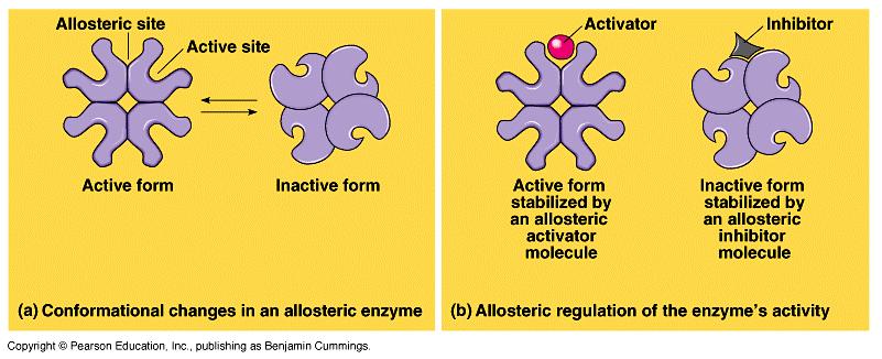 Allosteric regulation Conformational changes by regulatory molecules inhibitors keeps enzyme in