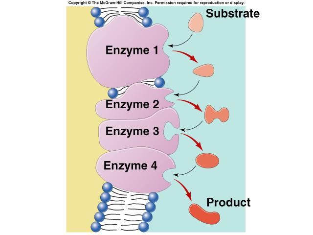 Metabolic pathways A B C D E F G enzyme 1 enzyme 2 enzyme enzyme enzyme 3 Chemical reactions of life are organized in pathways divide