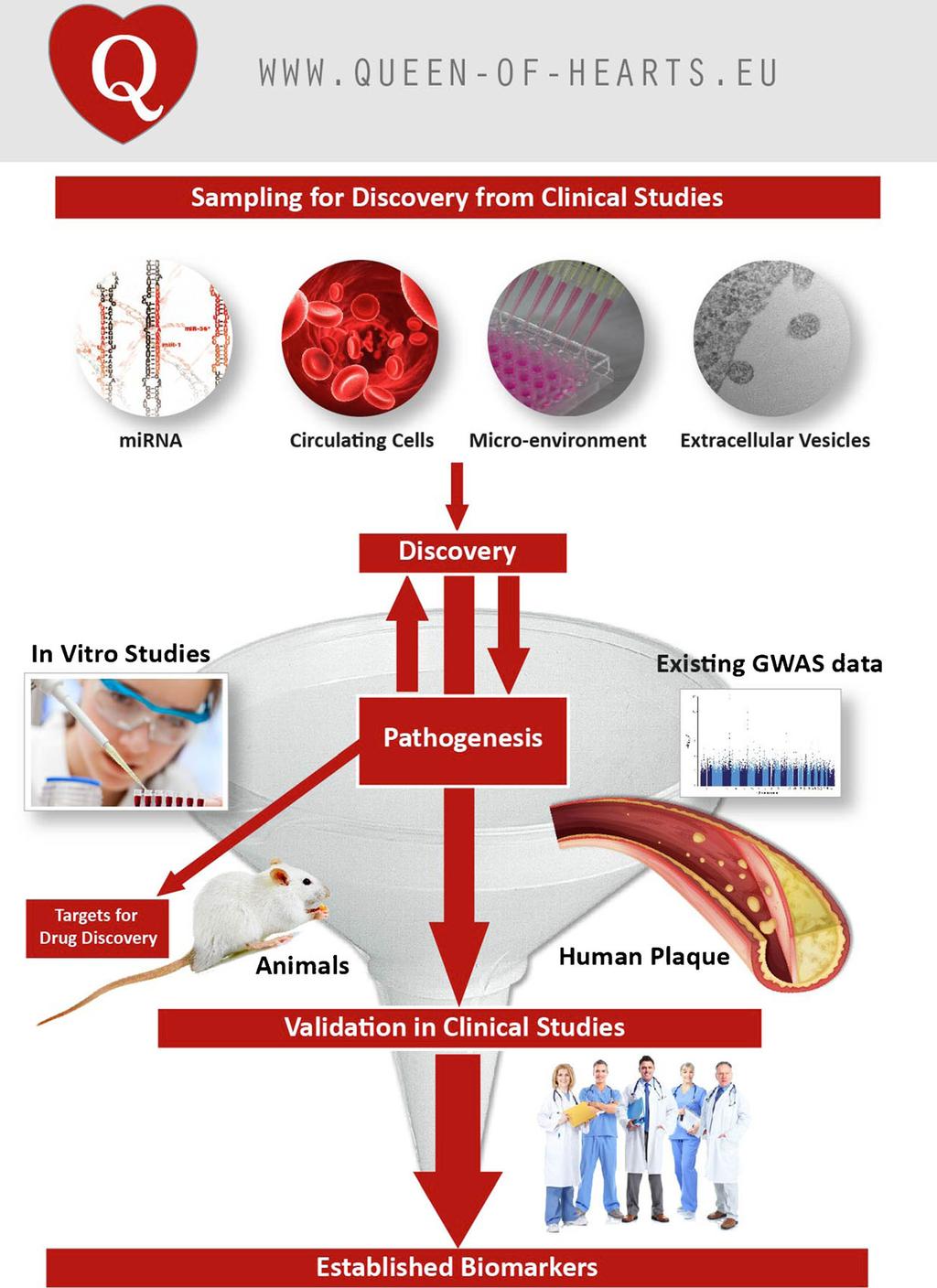 92 Neth Heart J (2015) 23:89 93 Fig. 1 The Queen of Hearts consortium consists of three themes that are interconnected: Discovery of biomarkers, Pathogenesis and Validation in clinical studies.