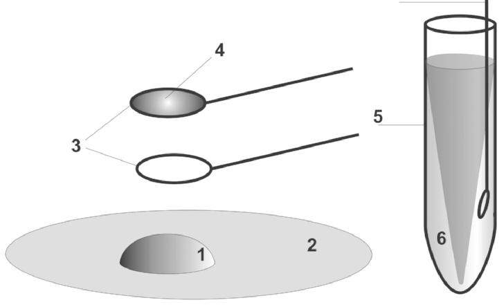 Figure 1. Method for cryoloop vitrification and warming of spermatozoa. (1) Suspension of spermatozoa. (2) Petri dish. (3) Cryoloop.