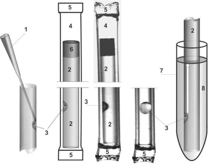 Figure 4. Photograph of container and method for open straw vitrification and warming of spermatozoa. (1) Tip of pipettor. (2) Open straw. (3) Drop of spermatozoa. (4) 90 mm straw.
