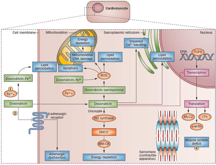 Doxorubicin cardiotoxicity is multifaceted and requires targeted multi-agent cardioprotection Administration of L-carnitine can bolster mitochondrial function Administration of dexrazoxane can