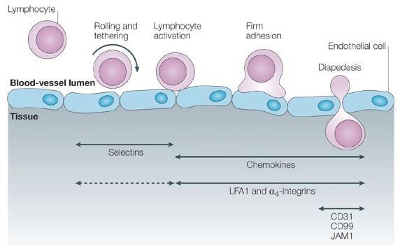 The multi-step model of leukocyte
