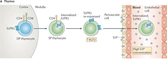 sphingosine-1-phosphate (S1P) S1P - bioactive sphingolipid metabolite: cell growth, survival,