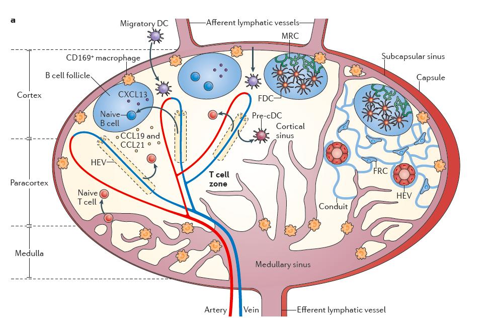 Architecture of secondary lymphoid tissues
