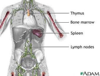 The main organs of the immune system