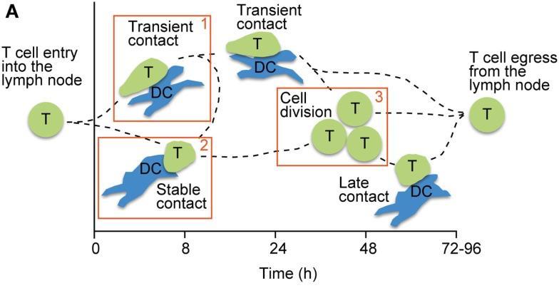 Phases of T cell motility during