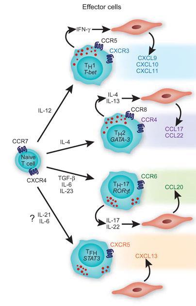 Effector T cells