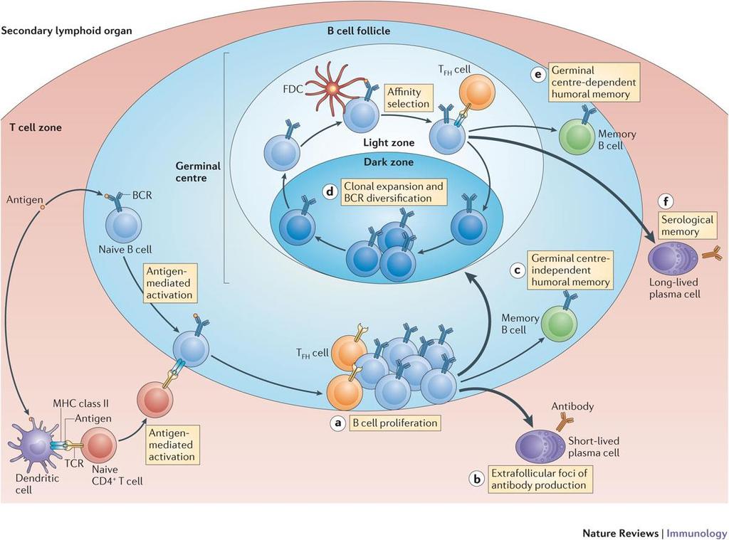 Tfh / B cell interactions