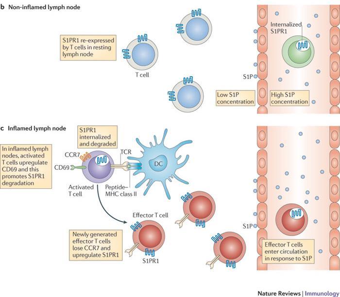 Retention of activated T cells in
