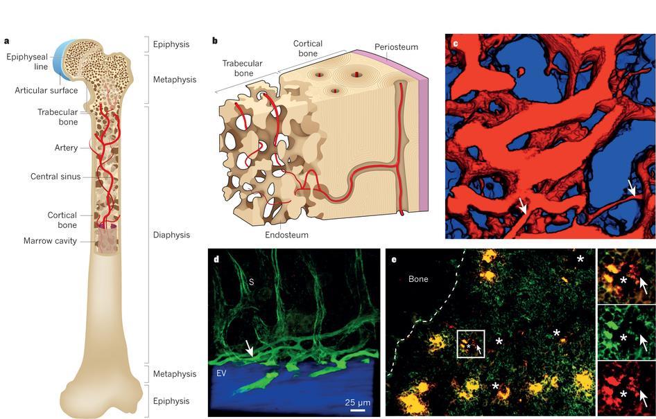 Bone marrow anatomy Sinus Blood vessels Megakaryocytes HSC HSC niche is perivascular, created partly by mesenchymal