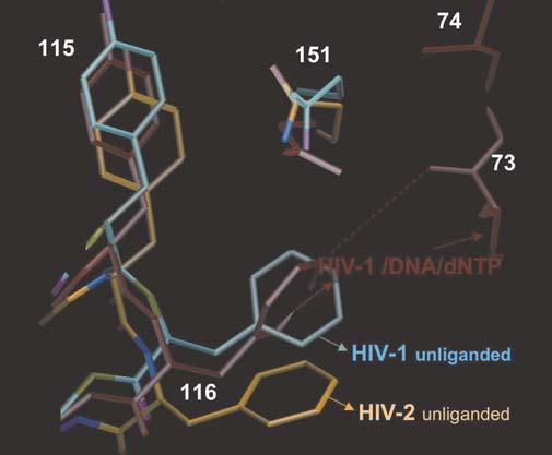 interact with the phosphates and the deoxyribose of the incoming dntp, is displaced by 1 1.5 Å in HIV-2 RT (Figures 6 and 8).