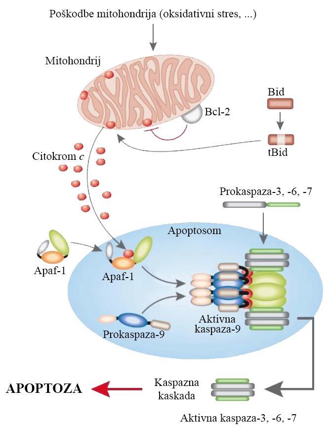 1.1.2 Intrinzična signalna pot apoptoze Intrinzično oz. mitohondrijsko pot apoptoze lahko sproži vrsta stresnih dražljajev, ki lahko neodvisno od receptorjev, aktivirajo signale za celično smrt.