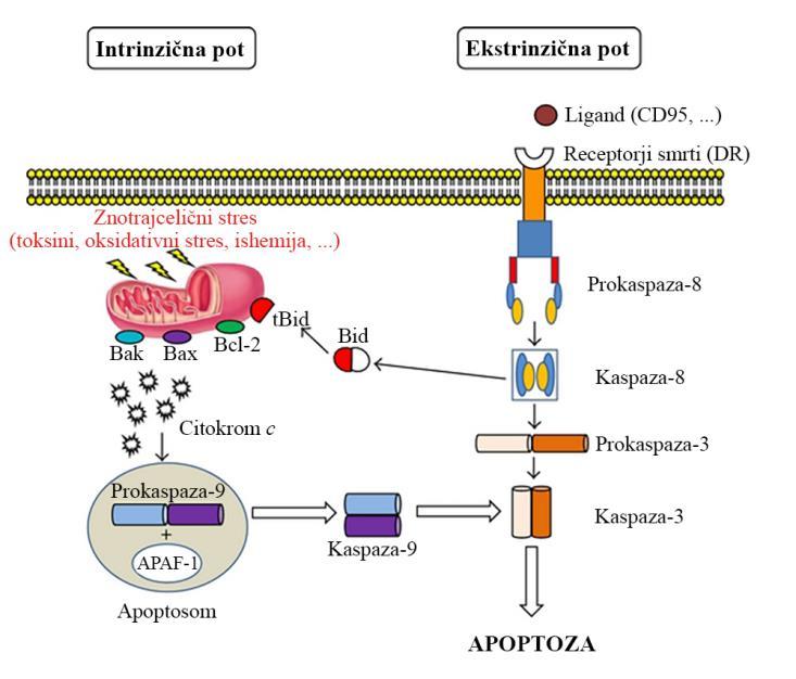 Osrednji regulatorji intrinzične poti apoptoze so proteini družine B-celičnega limfoma 2 (Bcl-2), ki jih nadzira tumorsupresorski protein p53.