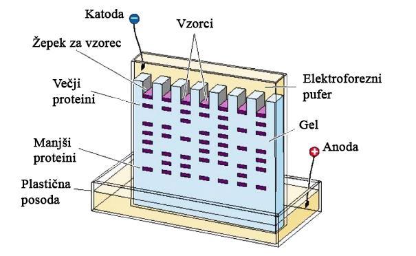 Slika 10: Shematski prikaz sistema za elektroforezo (47). Priprava gelov: Pred pripravo gelov smo sestavili napravo za vlivanje gelov.