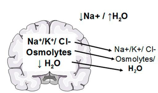 Osmolytes involved in volume regulatory decrease (RVD): K+, Cl- and organic osmolytes (nonperturbing solutes) taurine,