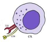 Figure 14-6 Cytotoxic T cell II. Attack of the TC cell A.