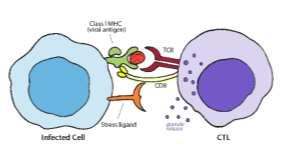 foreign antigen. 5. Activation leads to a. Cell division b.