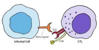1. CTL cell attached to target will up-regulate cell adhesion molecules, forming conjugate 2. CTL attacks target membrane a.