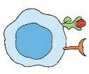 The interaction promotes attack. Figure 14-13 NK cell interacting with healthy and viral infected cells.