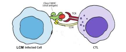 4. If the infected cells shared a haplotype with the TC cells, then the TC cells attacked the infected cells. 5.