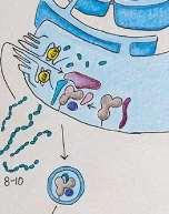 Figure 9-11 Detail of figure 9-10 Figure 9-10 Processing of endogenous antigen (left) and exogenous (right) A.
