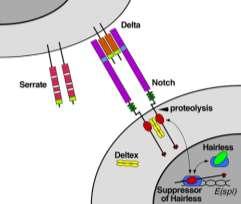 Lecture 11 T-cell Development I. Maturation in the Thymus A. Early Events 1.