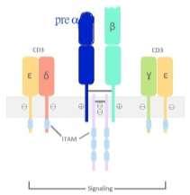 gene undergoes allelic exclusion, allowing rearrangement of the gene, although this is at first held in check. c. Induces expression of BOTH CD4 and CD8, leading to the double positive state.