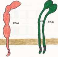 Figure 11-6 CD 4 and 8 co-signaling peptides Figure 11-7 Mature αβ TCR II. Double Positive (DP) Events A. Completing the Receptor 1. RAG-2 first rises 2.