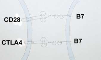 B7 are specific for each molecule, 6. Resting T-cells initially have no CTLA-4, but begin to produce it during activation. 7.
