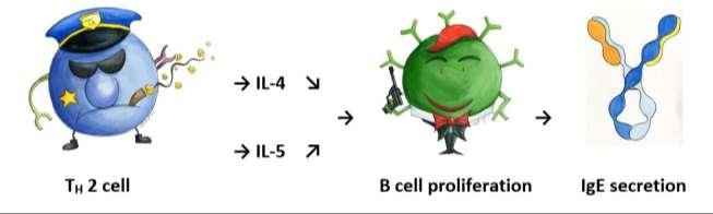 For example, ILs -2, -4 and -5 each, by themselves, induces proliferation in B cells.
