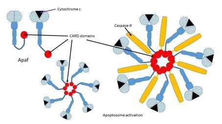 D. Inflammasome Structure in Context.