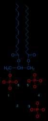 3, and 7, which distort the peptide backbone. 2.
