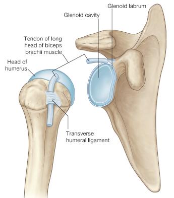 Glenohumeral Joint Humeral