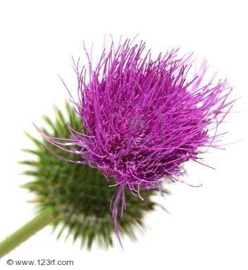 Herbal Detox Tea Milk Thistle Key Ingredients: Milk Thistle and its active ingredient silymarin are proven to help support liver function which in turn can help support the production of glutathione,