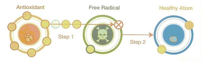Why are Antioxidants Necessary What are Free Radicals? Unstable oxygen molecules that are missing an electron, causing them to be unstable.