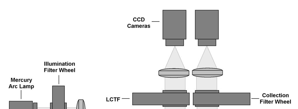 CCD Cameras Mercury Arc Lamp In Illumination Filter Wheel L LCTF - C DC TJ I Collection Filter Wheel Li / Light Guide Microscope Objective Tissue Fig. 1. Optical diagram of the hyperspectral system.