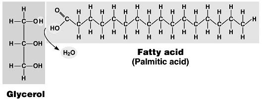 Fatty Acids Long hydrocarbon skeleton Terminal carboxyl group Palmitic acid : Palm oil Fatty Acids Hydrocarbon