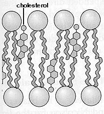 Other lipids The steroids Including cholesterol. Are these lipids good or bad for humans??? Membrane component Regulates cell fluidity over a temperature range.