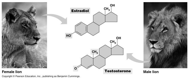 Different steroids have different functional groups Estradiol and testosterone differ only by the function group at the left. What are anabolic steroids?