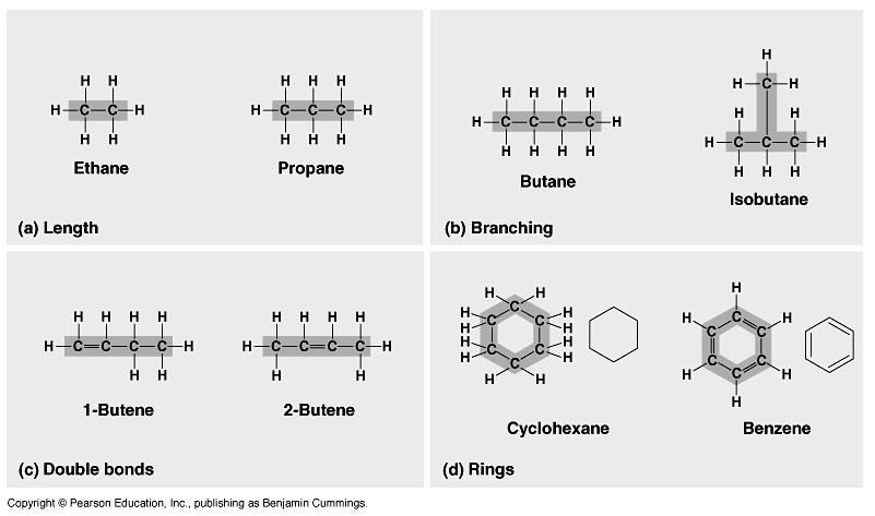 This characteristic allows carbon chains, rings and many branches = very diverse molecules!