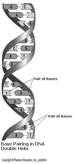 DNA Double-stranded double helix Strands held together by hydrogen bonds Hydrogen bonds = base-pairing between complementary bases (aka nucleotides).