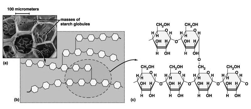 1) Short-term energy storage Disaccharide Types: 1) Sucrose = Glucose + Fructose 2) Lactose = Glucose + Galactose 3) Maltose = Glucose + Glucose Biological Molecules: