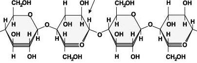 Biological Molecules: Carbohydrates Structural Material: