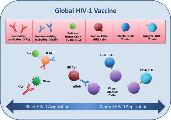 Fig. 1. Immune responses targeted by a global HIV-1 vaccine. HIV-1 infections. These cellular immune responses will most likely need to include Gag-specific CD8 + T cells.