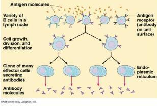 B lymphocytes involved in humoral immunity Respond to antigen