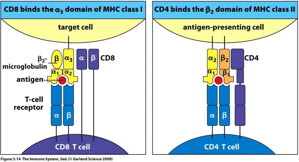 The immune system needs to recognize self versus non-self CD8 T cells recognize antigen presented by MHC class I