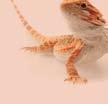 Reptiles such as lizards,
