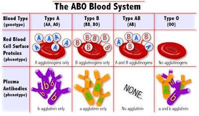 ABO Typing System A blood type (also called a blood group) is classification of blood based on the presence or absence inherited substances on the surface of red blood cells (RBCs) and the presence
